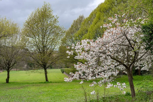 Apple Flowers Ground — Stock Photo, Image