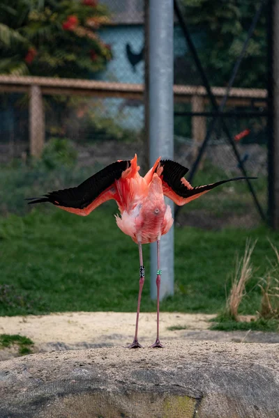 Hayvanat Bahçesindeki Pembe Flamingo — Stok fotoğraf