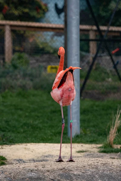 Hayvanat Bahçesindeki Pembe Flamingo — Stok fotoğraf