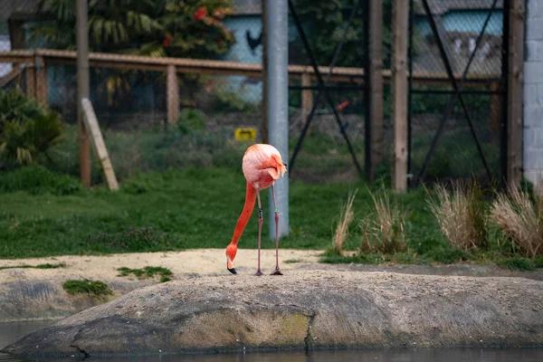 Rózsaszín Flamingó Állatkertben — Stock Fotó