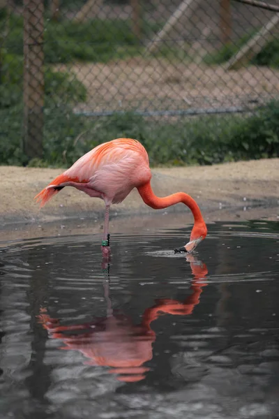 Hayvanat Bahçesindeki Pembe Flamingo — Stok fotoğraf