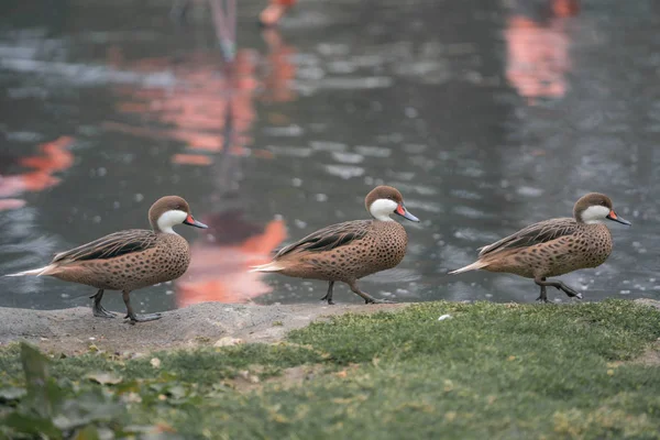 Três Patos Junto Lagoa — Fotografia de Stock