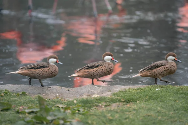 Três Patos Junto Lagoa — Fotografia de Stock