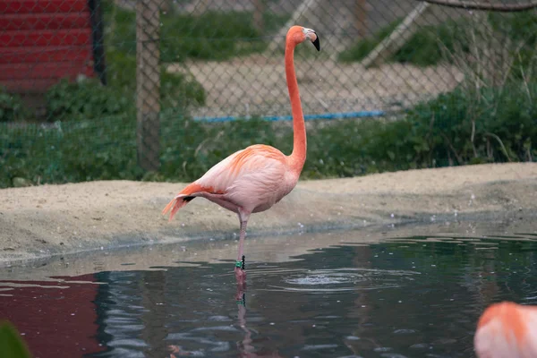 Hayvanat Bahçesindeki Pembe Flamingo — Stok fotoğraf