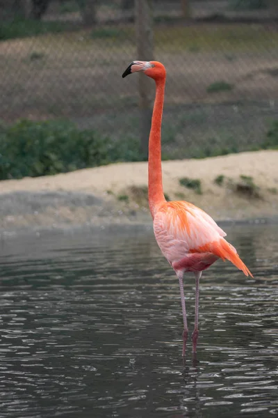 Flamenco Rosa Zoológico — Foto de Stock