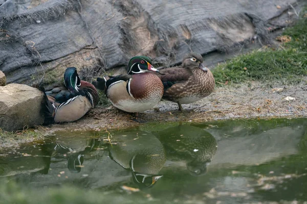 three ducks by the pond