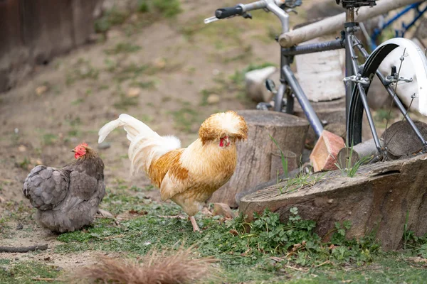 hens of unusual breed on the farm