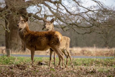 Ormandaki genç geyik