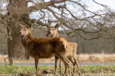 Ormandaki genç geyik