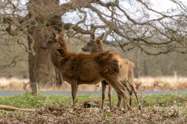 Ormandaki genç geyik