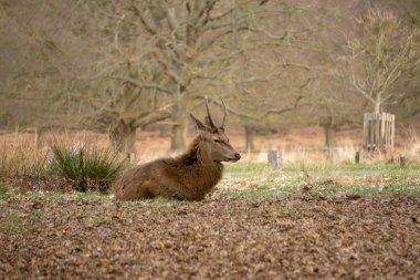 Ormandaki genç geyik