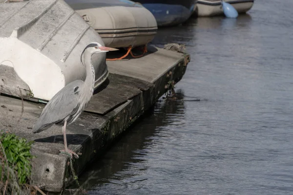 Reiher Boot Auf Der Seebrücke — Stockfoto