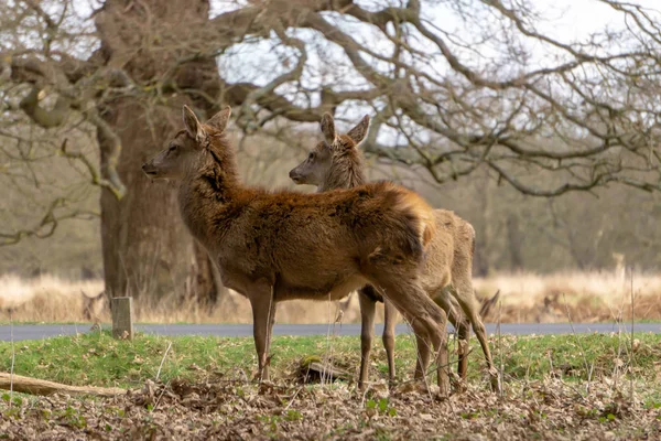 Ormandaki genç geyik