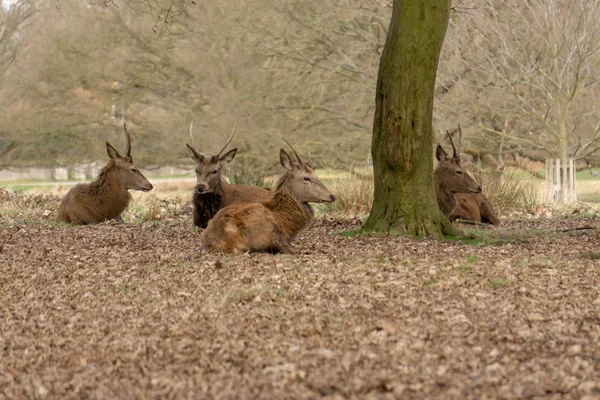 Jeunes Cerfs Dans Forêt — Photo