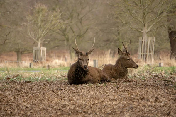 Jeunes Cerfs Dans Forêt — Photo