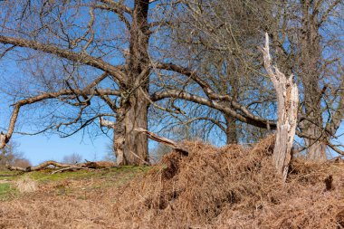 ilkbaharve mavi gökyüzünde ormanda ağaç
