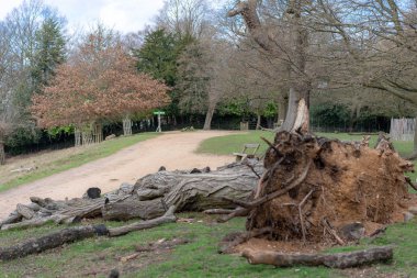 Ormanda devrilmiş bir ağaç