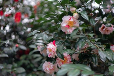 parkta kamelya kırmızı çiçekler