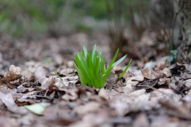 Düşen yapraklardaki genç otlar
