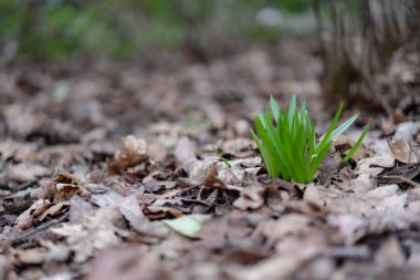 Düşen yapraklardaki genç otlar