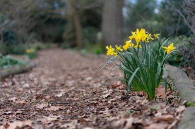 Parktaki sarı nergisler