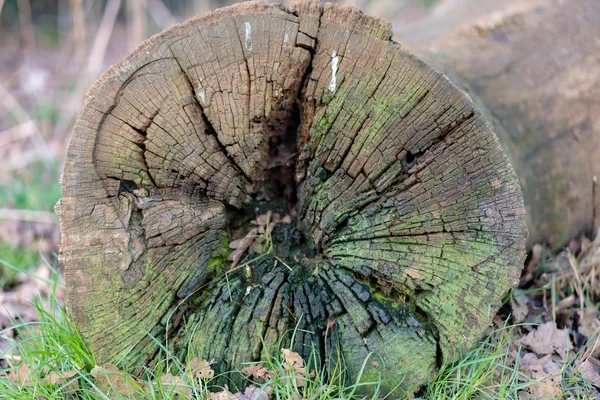 ormanda yosun ile ağaç kesme