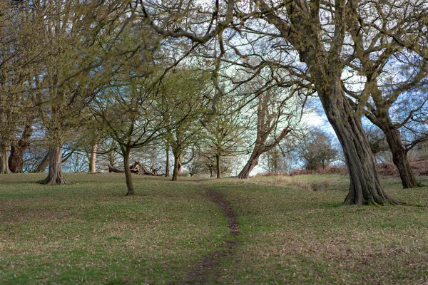 Voetpad Het Park Blauwe Hemel — Stockfoto