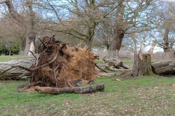 Ormanda devrilmiş bir ağaç