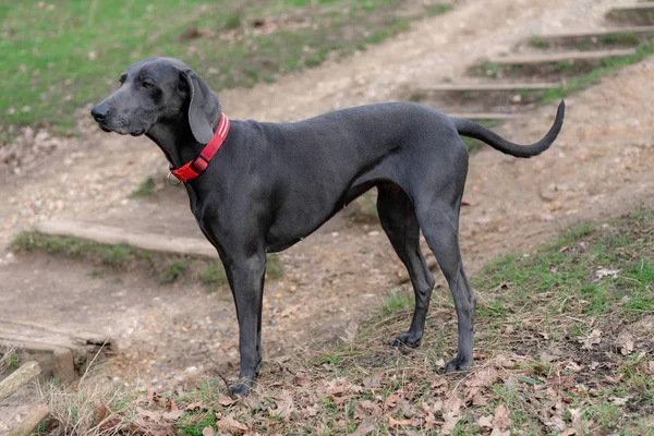 Grande Cão Cinza Com Uma Coleira Vermelha — Fotografia de Stock