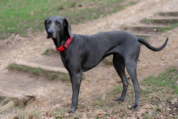 Perro Gris Grande Con Collar Rojo —  Fotos de Stock