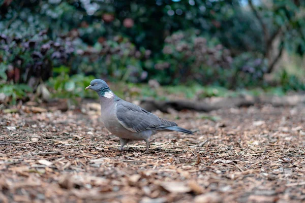 Pigeon Des Bois Dans Jardin — Photo