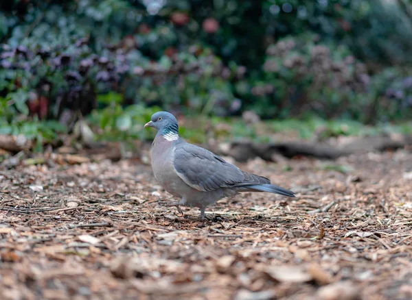 Pombo Madeira Jardim — Fotografia de Stock