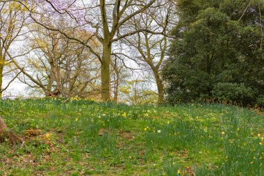 orman önünde sarı çiçekler ile alan