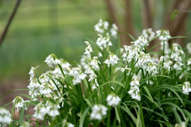 Bahçede beyaz çiçekler