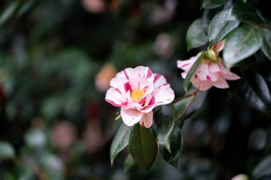 bahçede kamelya çiçekleri