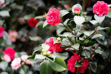 bahçede kamelya çiçekleri