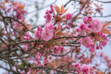 baharda bir ağaç üzerinde kiraz çiçekleri