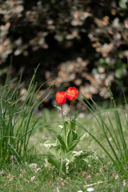 Bahçedeki kırmızı laleler