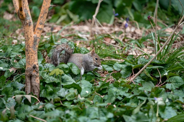 Eichhörnchen Auf Dem Gras Wald — Stockfoto