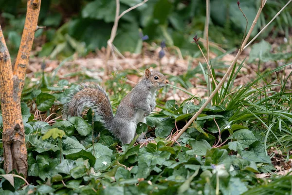 Eichhörnchen Auf Dem Gras Wald — Stockfoto