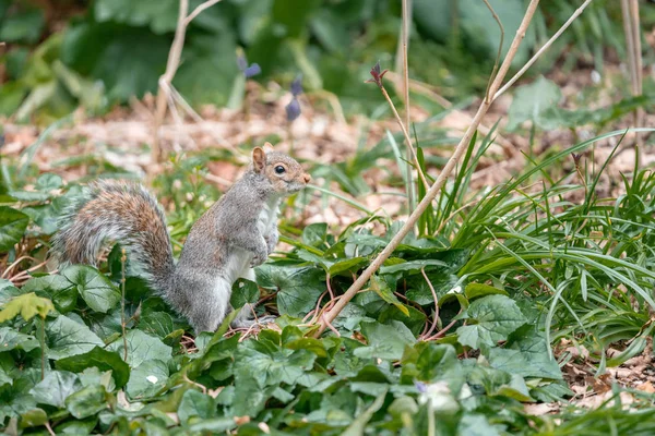 Eichhörnchen Auf Dem Gras Wald — Stockfoto