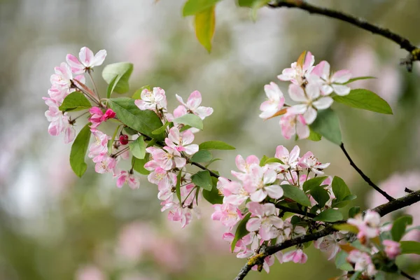 bahçede açan pembe elma ağacı