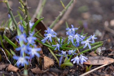 yeşil çim üzerinde bluebell