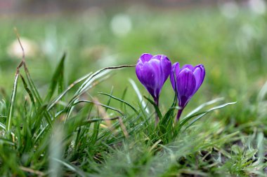 yeşil çim üzerinde kardelen
