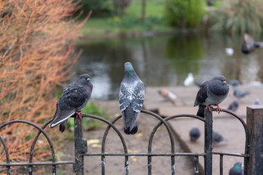 çitüzerinde üç güvercin