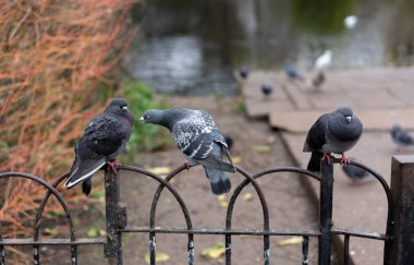 çitüzerinde üç güvercin