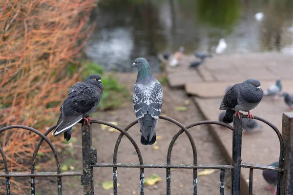 Drei Tauben Auf Dem Zaun — Stockfoto