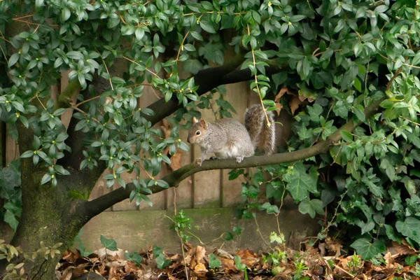 Eichhörnchen Auf Dem Ast — Stockfoto