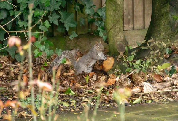 Eichhörnchen Auf Einem Boden Park — Stockfoto