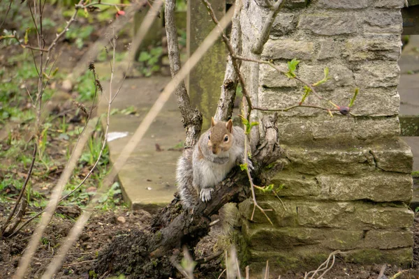 Eichhörnchen Auf Einem Ast Park — Stockfoto